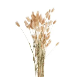 Droogbloem - Lagurus - 70 cm