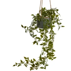 Hangficus in pot aan touw - 55 cm