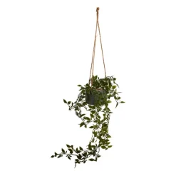 Hangficus in pot aan touw - 55 cm