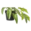 Kunstplant syngonium - 17 cm