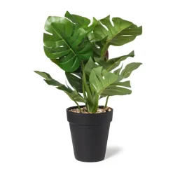 Monstera plantje - 16x16x30 cm