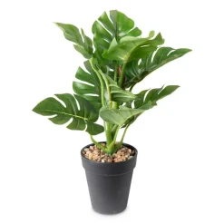 Monstera plantje - 16x16x30 cm