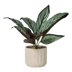 Plant in pot - ø10.5x26 cm - diverse varianten