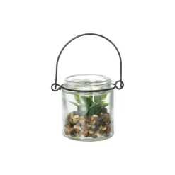 Vetplantje in glas - ø6x6.7 cm