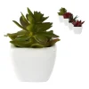 Vetplantjes - klein in pot - diverse varianten